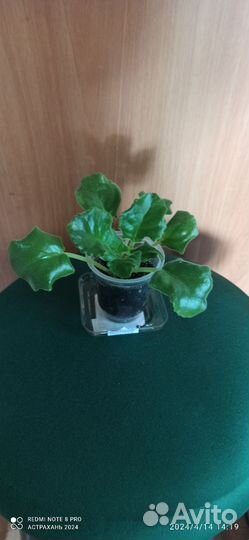 Детки сортовой фиалки