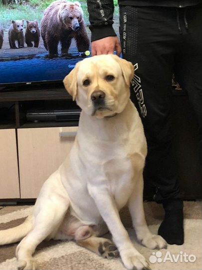 Кобель лабрадора вязка
