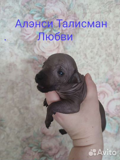 Ксолоитцкуинтли мини