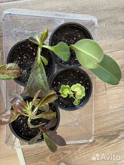 Цветы домашние