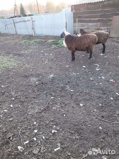 Бараны курдючные, овцы, ягнята