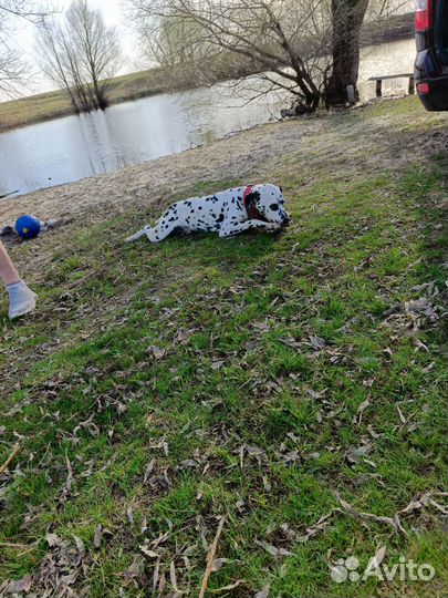 Далматинец