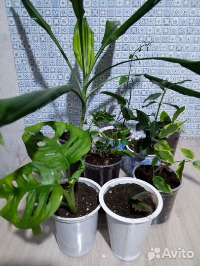 Продам цветы комнатные