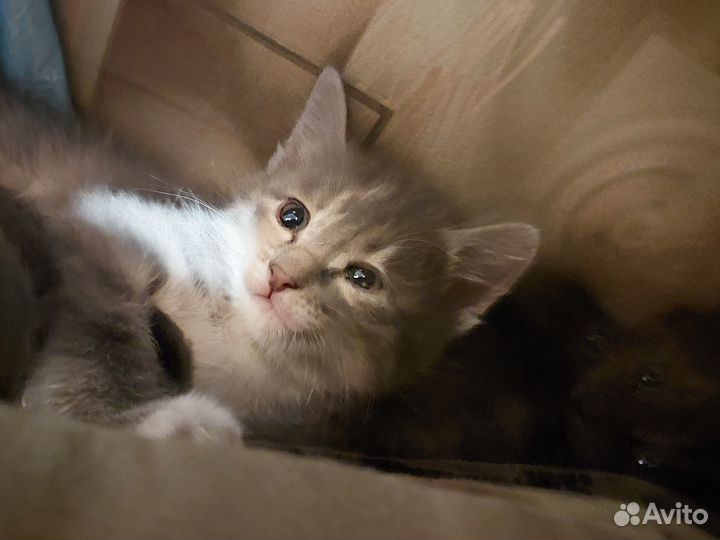 Пушистое чудо