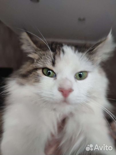 Котенок мальчик бесплатно