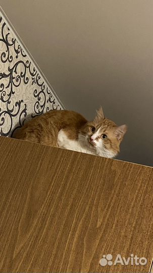 Кот бесплатно
