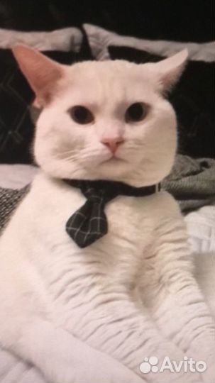 Кота для вязки ищу