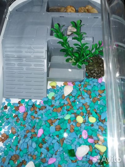 Красноухая черепаха с аквариумом