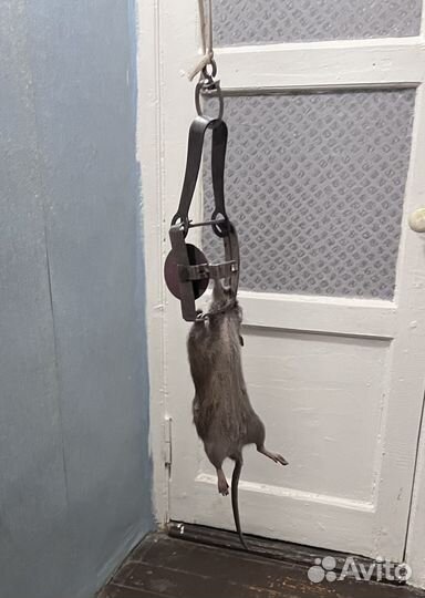 Капкан для крыс