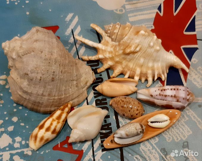 Набор ракушек