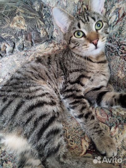 Котик- шпротик