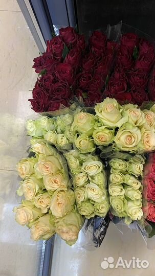 Роза кения 101 шт