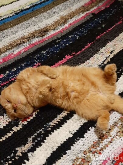 Вислоухие котята вислоухий кот вязка рыжий золотой