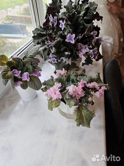 Сортовые фиалки цветущие