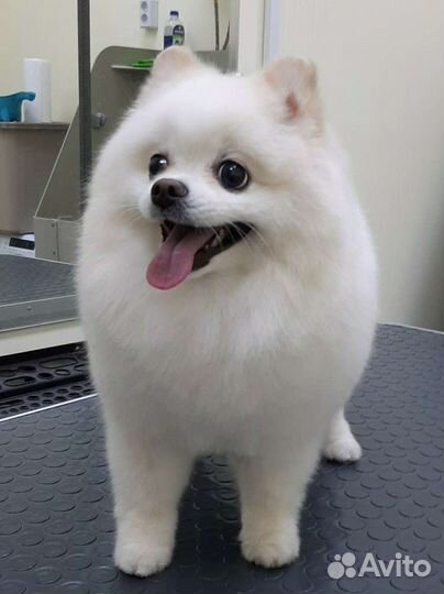 Стрижка собак и кошек