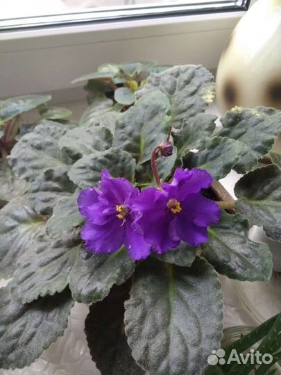 Фиалка комнатное растение