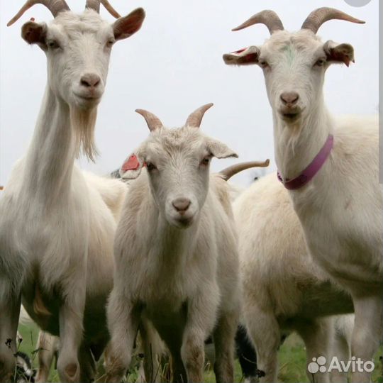 Козы и козлята продажа