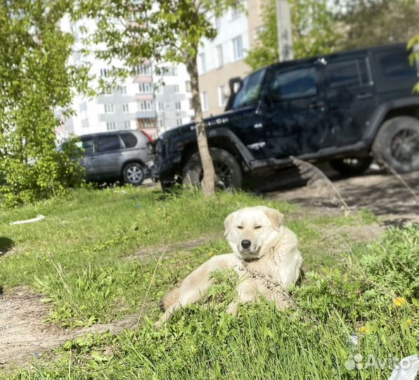 Собака в добрые руки
