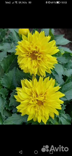 Георгины низкорослые