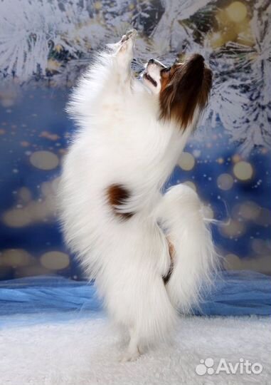 Папийон вязка, щенки Папийона