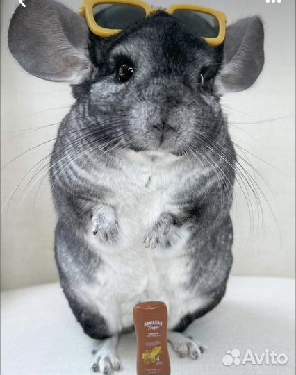 Шиншиллы разных окрасов от заводчика