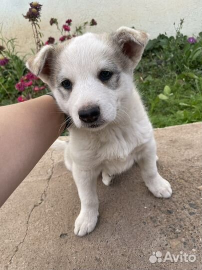 Щенок западно сибирской лайки