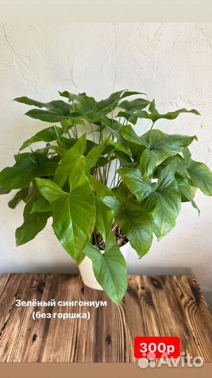 Комнатные растения разные