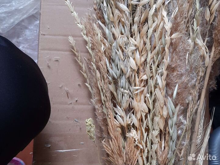 Сухоцветы для декора и творчества