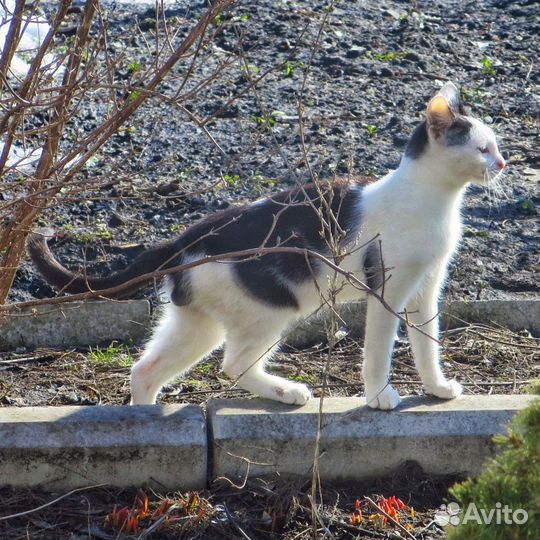 Кот в добрые руки