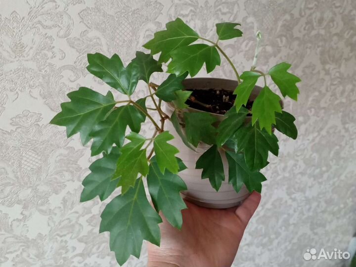 Циссус (березка)