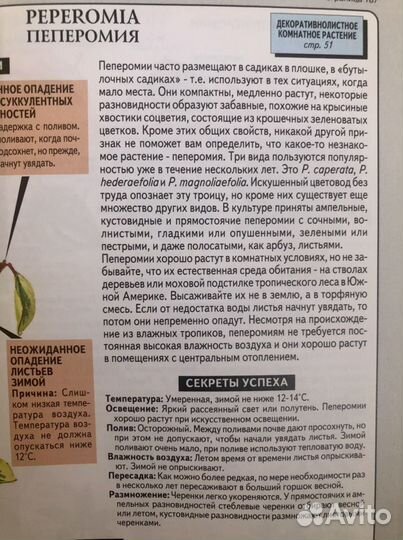 Пеперомия молодая