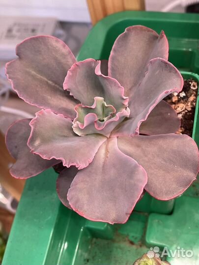 Эхеверия такасаго-но акина и другие