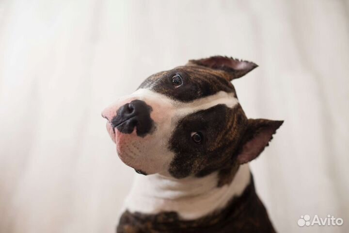 Вязка американский стаффордширский терьер