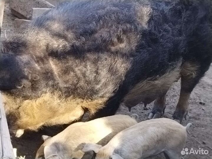 Венгерская мангалица поросята