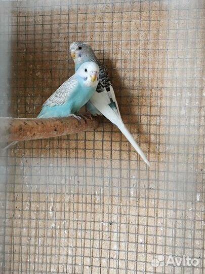 Попугаи волнистые, молодежь