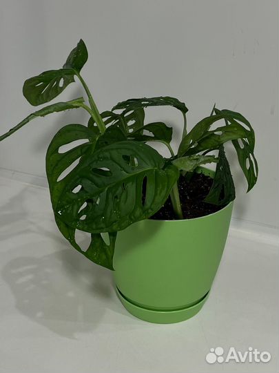 Монстера манки маск