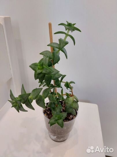 Разные комнатные цветы