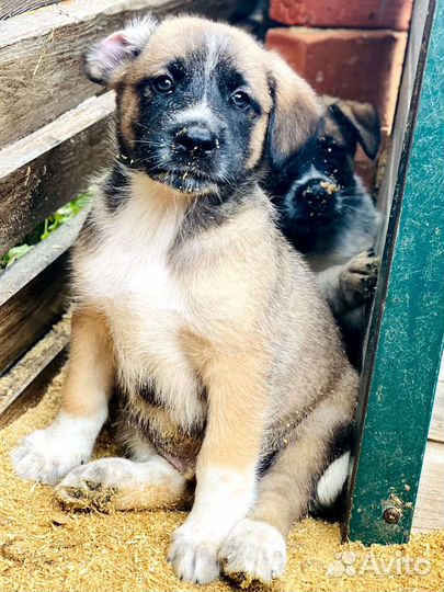 Щенки ищут дом