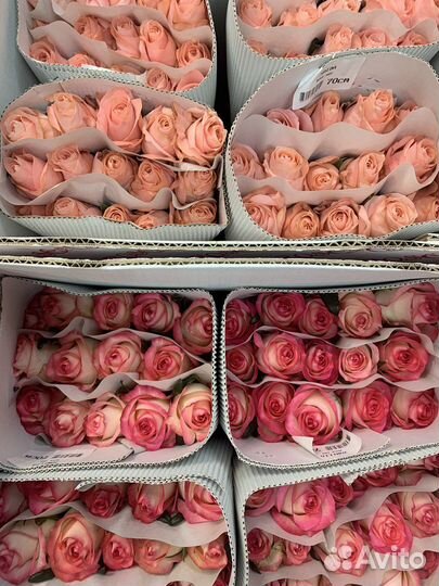 Цветы розы оптом, 101 роза, 51 роза