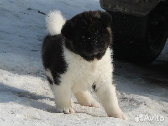 Щенки американской акиты