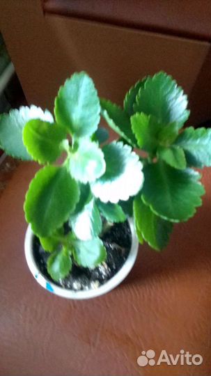 Каланхоэ (отросток)
