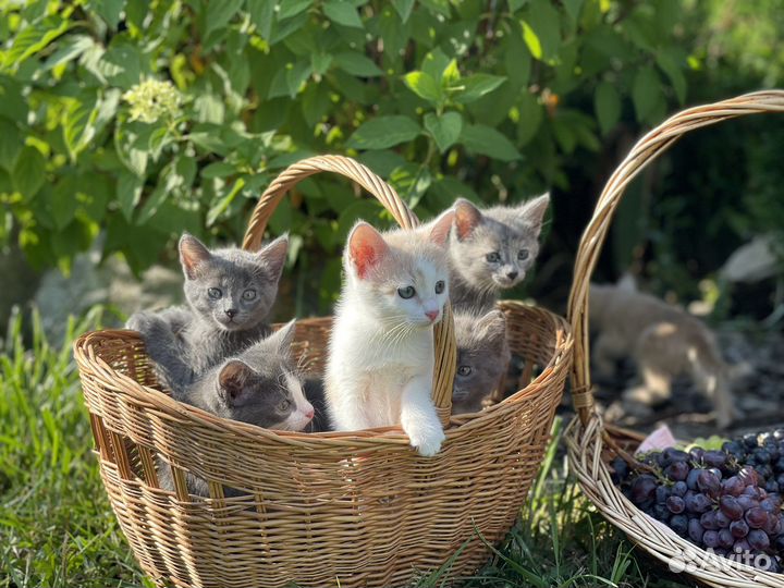 Котята Турецкая ангора