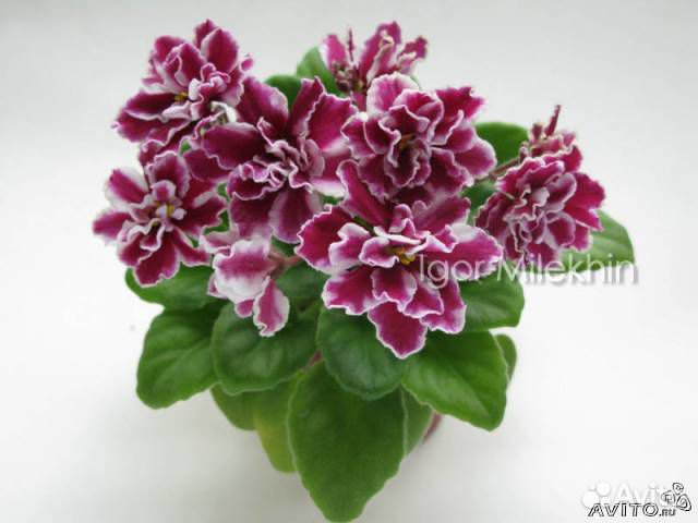 Миниатюрные фиалки для коллекции черенки