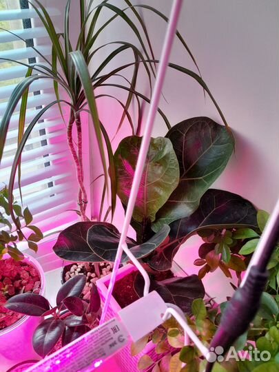 Мирт,фикус,гранат,пальма