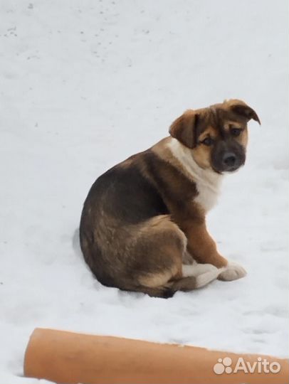 Щенок в добрые руки