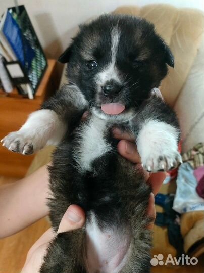 Передержка Гостиница Зооняня Догситтер Выгул