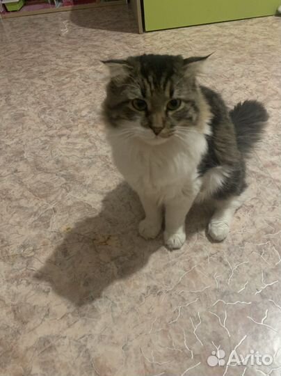 Кот в добрые руки