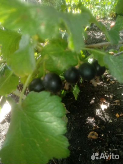 Йошта, ежемалина Кумберленд и др