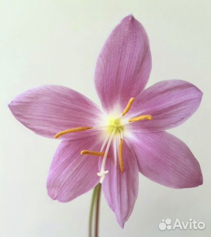 Зеферантес розовый