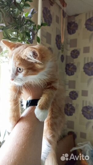 Котёнок